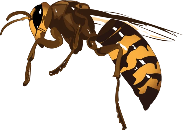 Hornet PNG Transparent Background
