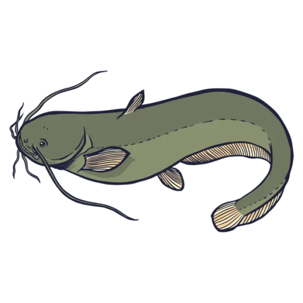 Stylized Catfish Illustration PNG