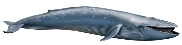 Blue Whale PNG Transparent Background