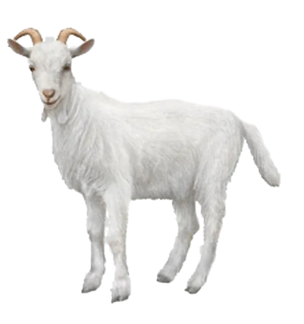 White Goat PNG Transparent Background