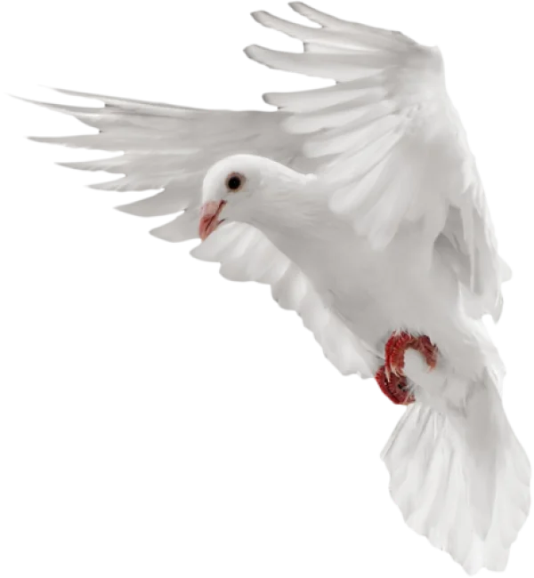 White Dove in Flight PNG Transparent Background