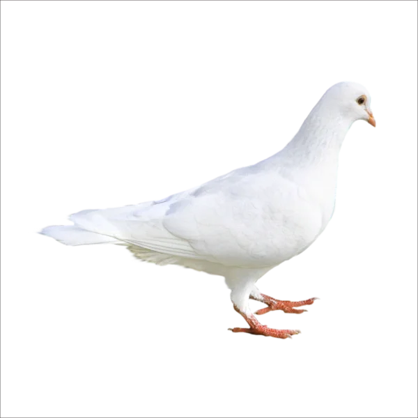 White Dove PNG Transparent Background