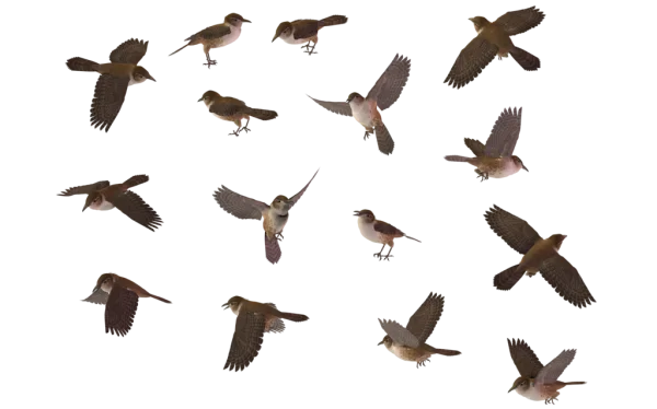 Flock of Small Brown Birds PNG Transparent Background