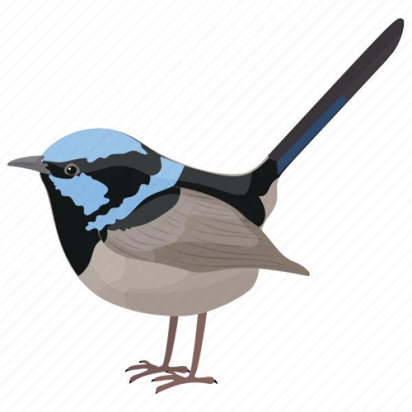 Superb Fairywren Bird Illustration PNG Transparent