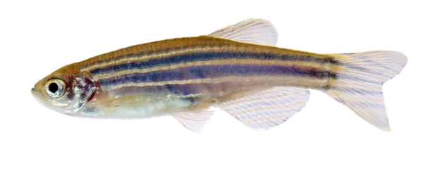 Zebrafish PNG Transparent Background