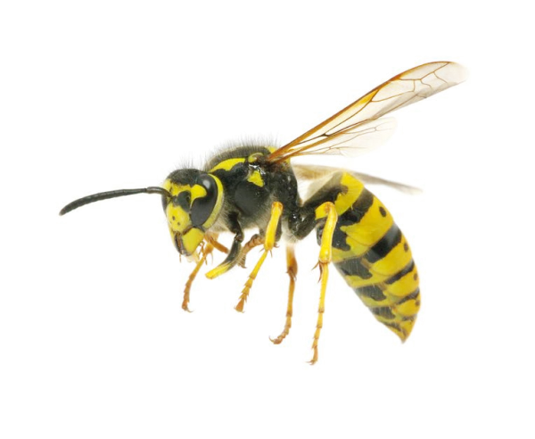 Wasp PNG Transparent Background