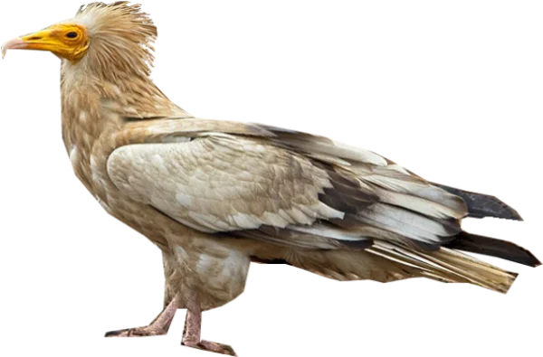 Egyptian Vulture Bird PNG Transparent Background