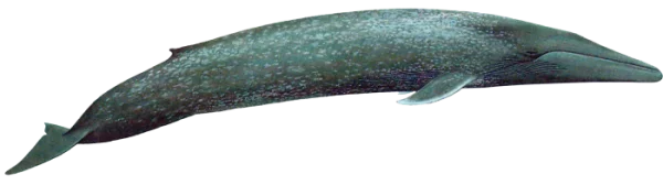 Blue-Gray Whale Transparent PNG
