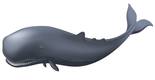 Sperm Whale Transparent Background PNG
