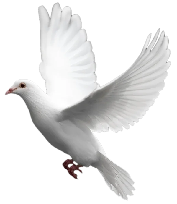 White Dove Flying PNG Transparent Background