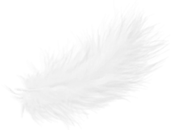 White Feather PNG Transparent Background
