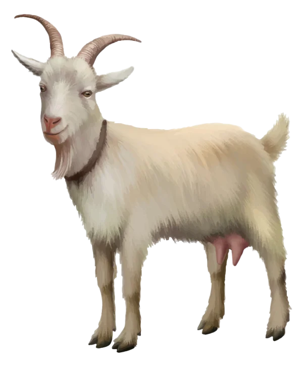 White Goat PNG Transparent Background