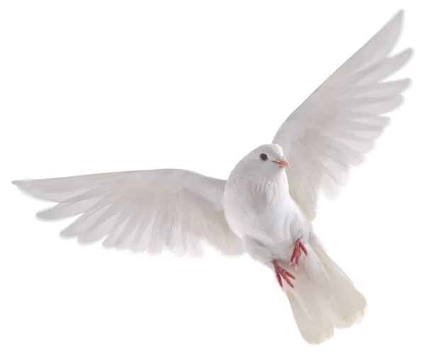 White Dove Flying PNG Transparent Background