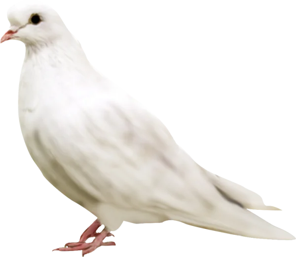 White Dove PNG Transparent Background