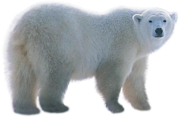 Majestic Polar Bear PNG Transparent Background