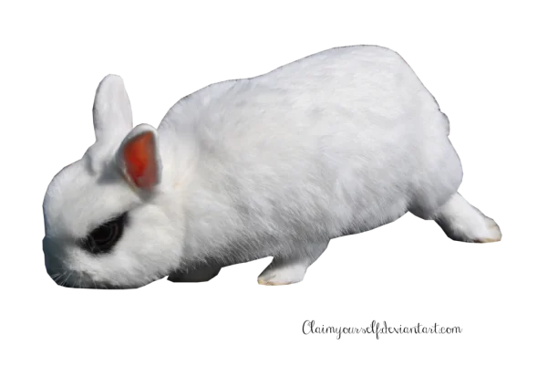 Cute White Rabbit PNG Transparent Background