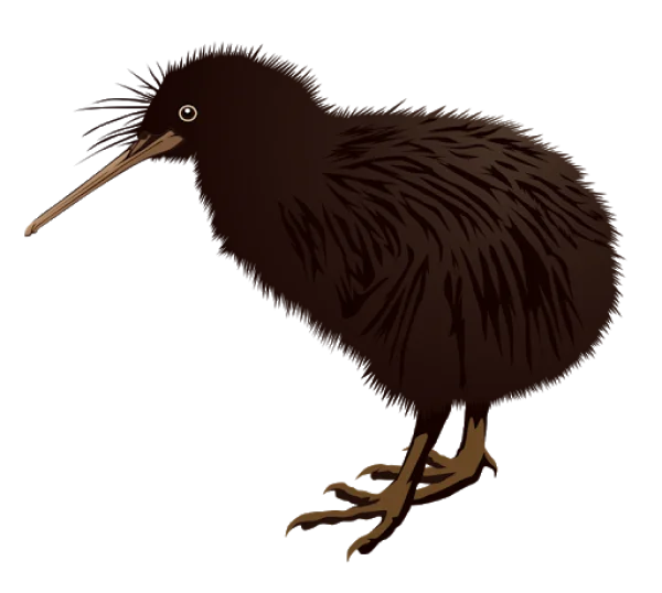 Kiwi Bird Illustration Transparent Background PNG