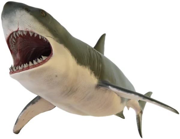 Great White Shark Open Mouth PNG Transparent Background