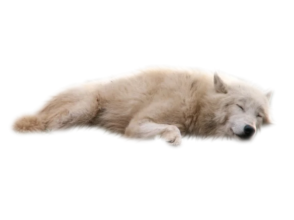 Sleeping White Wolf PNG Transparent Background