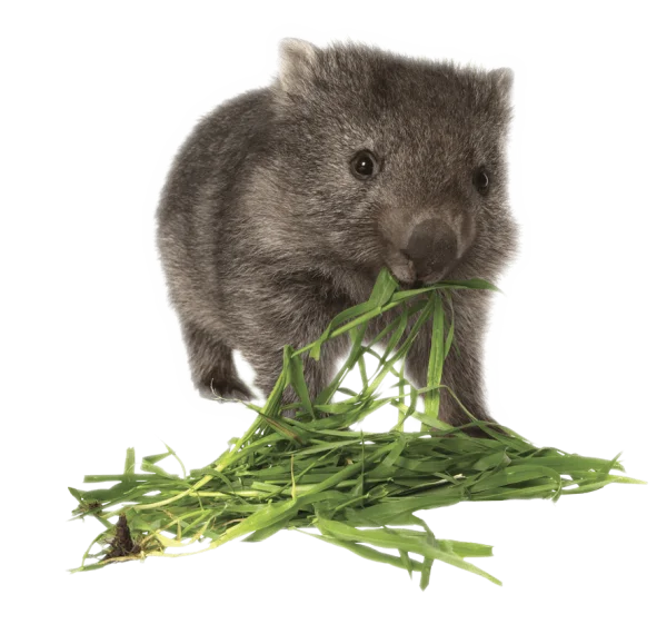 Baby Wombat Eating Grass PNG Transparent Background