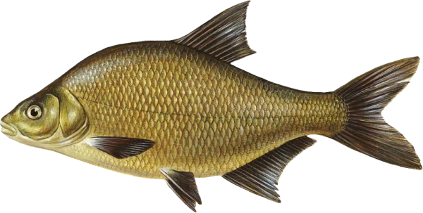 Detailed Freshwater Fish PNG Transparent Background