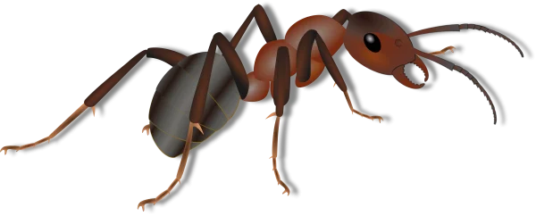 Detailed Brown Ant PNG Transparent Background