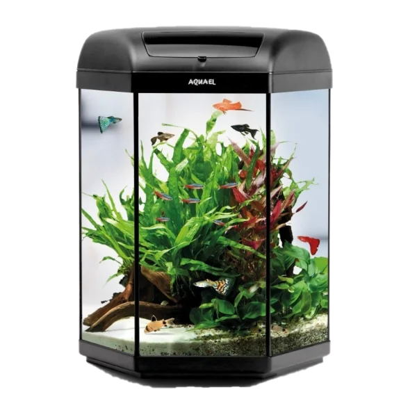 AquaEl Aquarium with Tropical Fish and Plants PNG