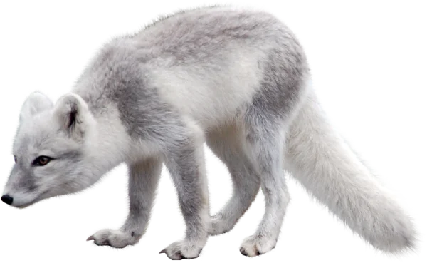 Arctic Fox PNG Transparent Background