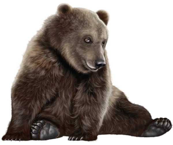 Brown Bear Sitting Transparent PNG