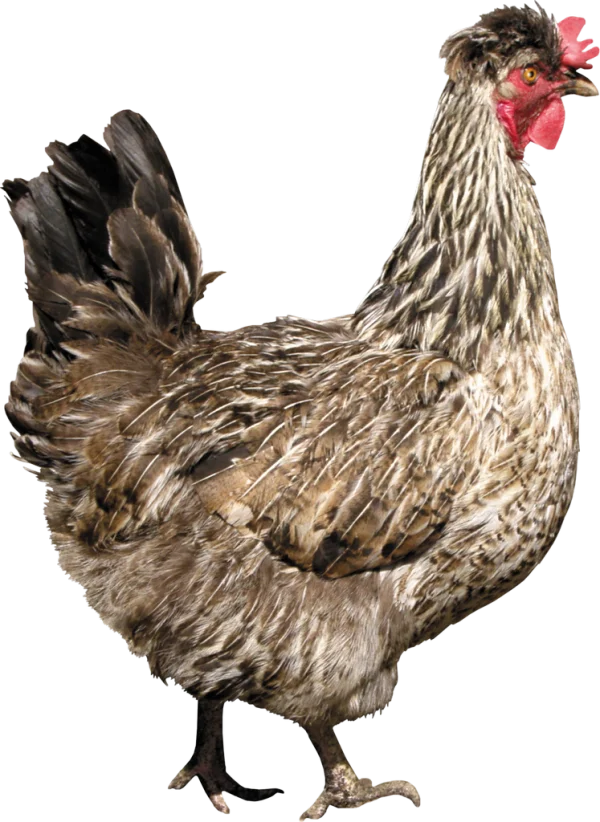 Realistic Chicken Hen PNG Transparent Background