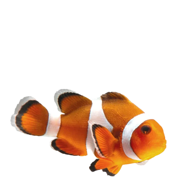 Clownfish PNG Transparent Background