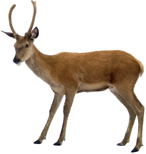 Young Deer with Small Antlers PNG Transparent Background