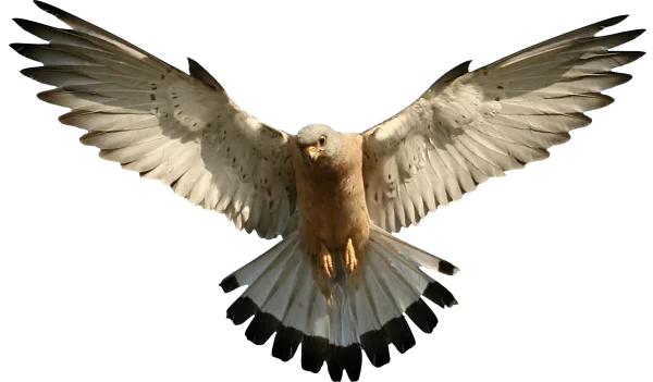 Flying Kestrel Bird with Spread Wings PNG