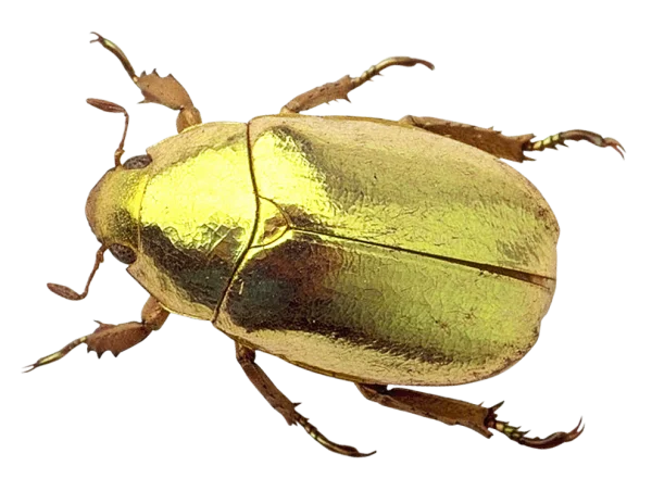 Golden Metallic Beetle PNG Transparent Background