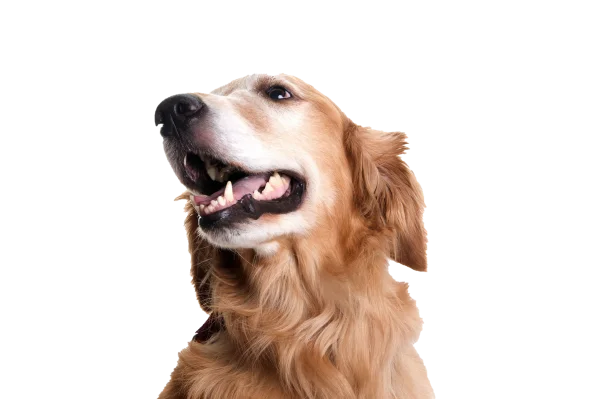 Happy Golden Retriever Dog Head PNG Transparent