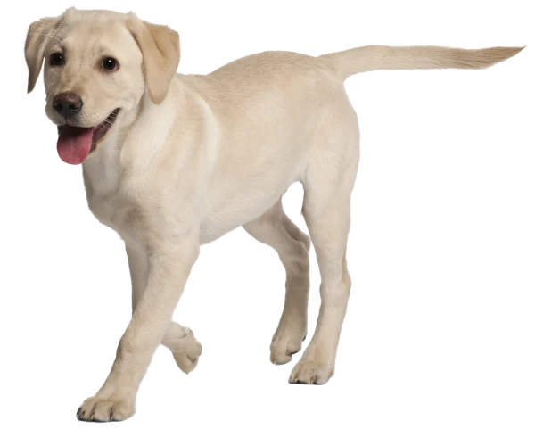 Happy Yellow Labrador Puppy PNG