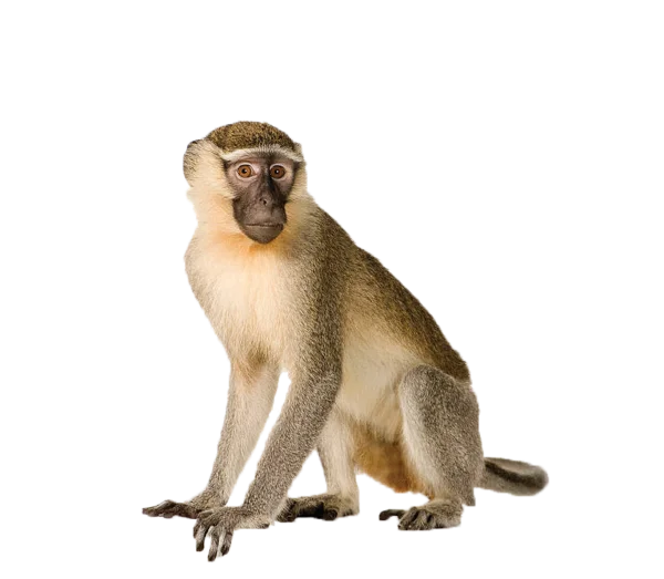 Vervet Monkey PNG Transparent Background