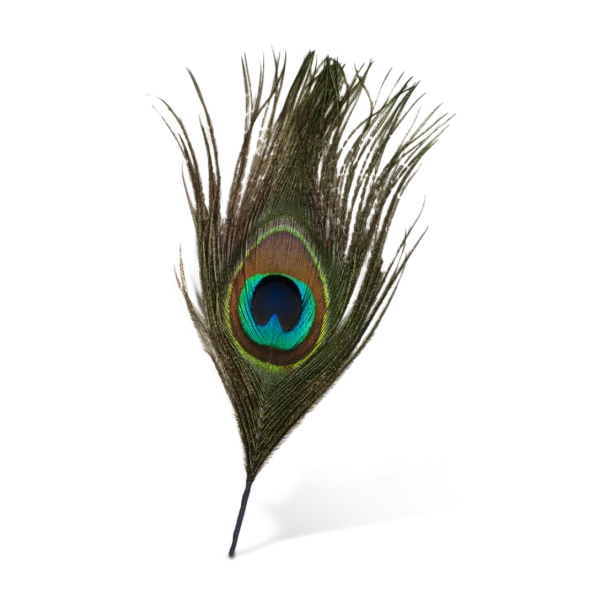 Peacock Feather Eye Transparent PNG