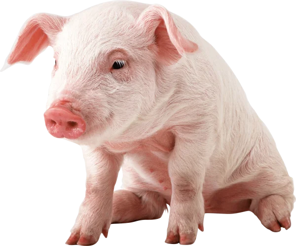 Cute Baby Pig PNG Transparent Background