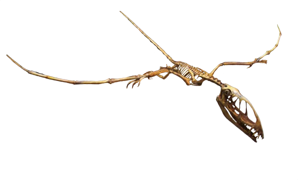 Pterodactyl Skeleton PNG Transparent Background