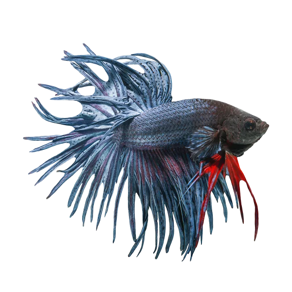 Vibrant Blue and Red Betta Fish PNG