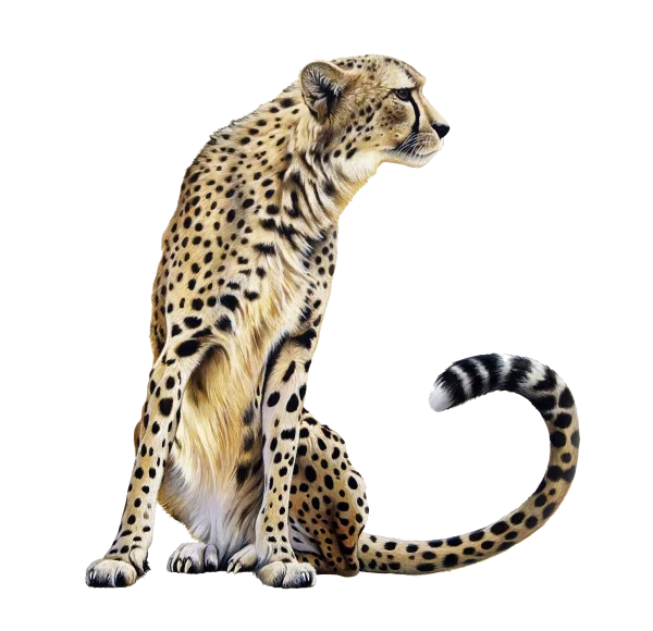 Sitting Cheetah PNG Transparent Background