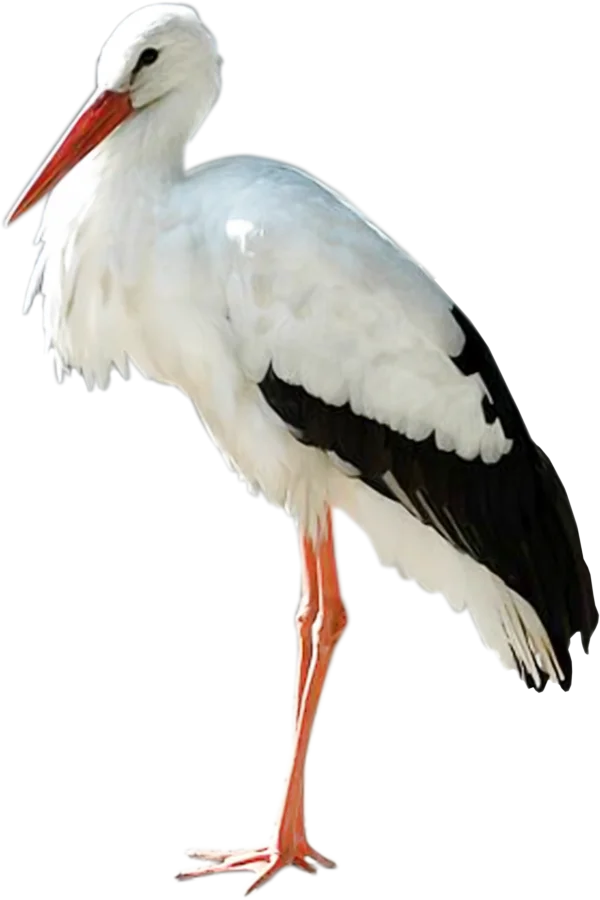 White Stork PNG Transparent Background