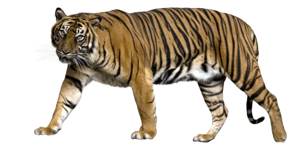 Realistic Tiger Walking PNG Transparent Background