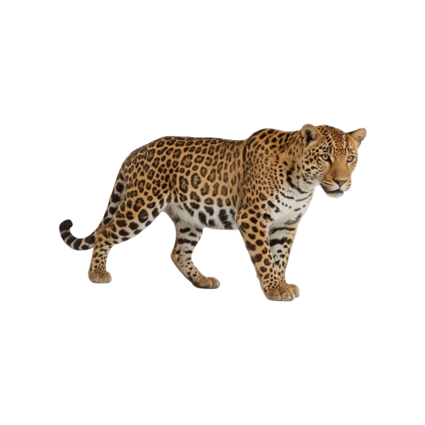 Realistic Leopard PNG Transparent Background