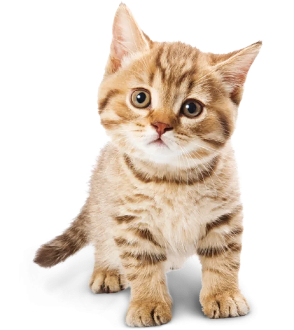 Cute Striped Kitten Transparent Background PNG