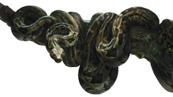 Realistic Snake on Branch PNG Transparent Background